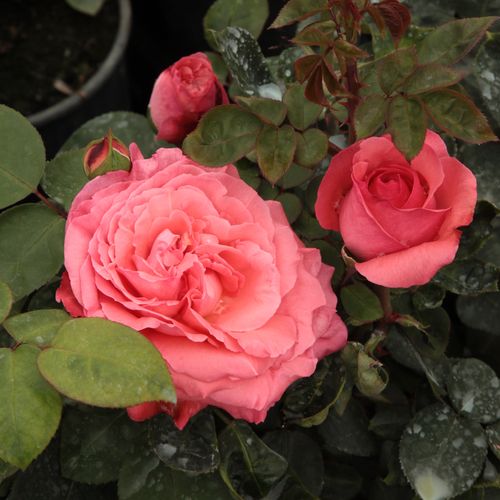 Gärtnerei - Rosa Succes Fou™ - rosa - teehybriden-edelrosen - mittel-stark duftend - Georges Delbard, Andre Chabert - Kirschrote, duftende Schnittrose.